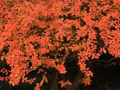 -维尔纳斯·生日蛋糕·动物奶油冰淇淋蛋糕(六里桥店)