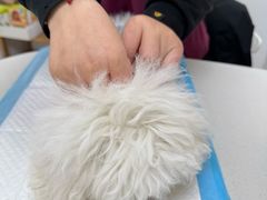 -宠颐生汉谟拉比宠物医院