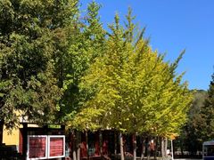 -洛阳白云山景区