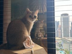 -楼上猫咖(罗湖店)