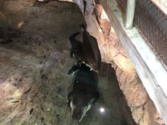 -迪拜水族馆及水下动物园