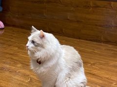 -绒爪撸猫下午茶·猫咖