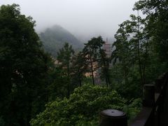 -天目山大树王景区