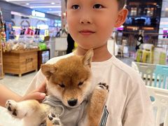 -柴犬小屋·柴餐厅·狗咖食堂(金鼎广场店)