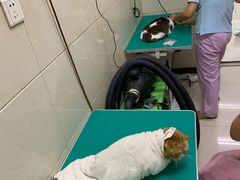 -北京观赏动物医院·24小时大型综合·猫专科·异宠专科