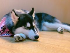 -Husky Go! 哈士奇体验馆·宠物咖啡厅狗咖