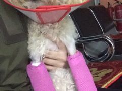 -北京派仕佳德动物医院·超导核磁·CT·神经科·骨科·内外科·急重症管理中心