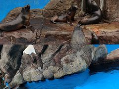 -海合安成都极地海洋公园
