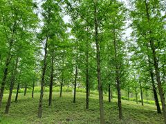 -上海长兴岛郊野公园