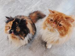 -More Fun猫咖 二十只万元加菲主题