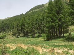 -塞罕坝国家级自然保护区