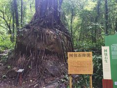 -莫里热带雨林景区
