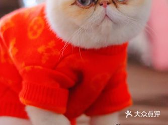 响应国家号召，在家吃了睡睡了吃 不如好好撸撸猫