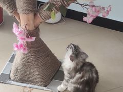 -喵宠乐园·撸猫互动·猫舍