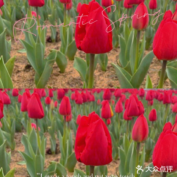 无锡春日限定 郁金香🌷花海 | 绝绝子