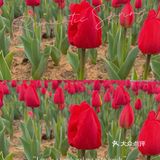 无锡春日限定 郁金香🌷花海 | 绝绝子