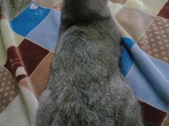 -猫宠乐园·专业洗护