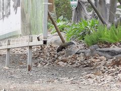 -海南热带野生动植物园