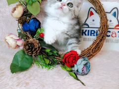 -十年猫舍·猫咪专门店(普陀店)