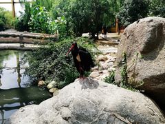 -临沂动植物园