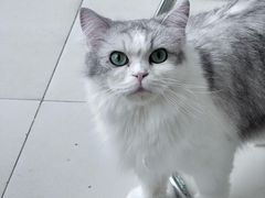 -怪兽屋·羊驼·猫咖·狗咖(俊华广场店)