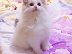 -Bastet sally猫舍购宠(静安店)