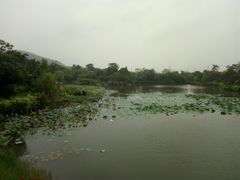-桃花岛景观公园