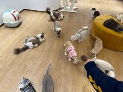 -1013 PET SHOP精品宠物商店(丁香店)