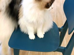 -李小姐の猫咖啡馆(五角场店)