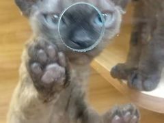 -猫十亿·布偶金渐层·曼基康矮脚猫舍(青年路店)