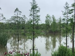 -上海长兴岛郊野公园