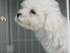 -翊宠yipet猫狗购宠庄园犬舍•猫舍