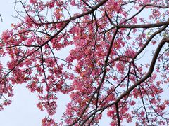 -风云岭森林公园