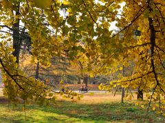 -上海共青森林公园