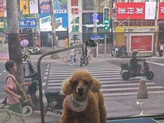 -芭比堂动物医院·心脏科·老年急重症·夜诊·吉雅分院