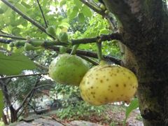 IMG_20130610_104834火炉山-火炉山森林公园