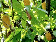 -中国科学院西双版纳热带植物园