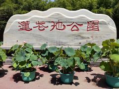 -莲花池公园