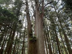 -阿里山神木遗迹