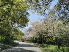 -上海滨江森林公园