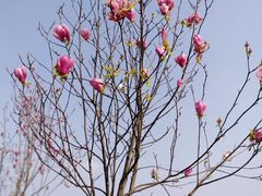 -张坝桂圆林公园