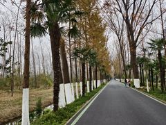 -合肥滨湖国家森林公园