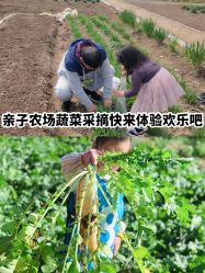 -前小桔亲子创意农场·草莓采摘·露营烧烤
