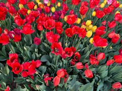 -石家庄市植物园