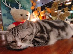 -咖法森林·咖啡  酒吧(天河店)