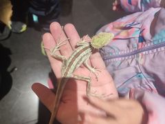 -帕帕拉兹宠物(亚洲旗舰店)