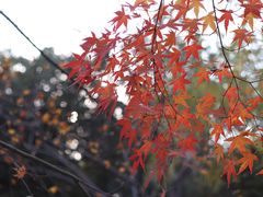 -陈家山荷花公园