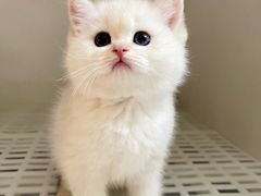 -lincat·猫舍(广州店)