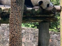 -都江堰中华大熊猫苑