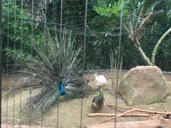 -海南热带野生动植物园